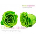 ΤΡΙΑΝΤΑΦΥΛΛΑ "ΑΠΟΧΥΜΩΜΕΝΑ¨" ΠΡΑΣΙΝΑ ROSEN  PRESERVED GREEN